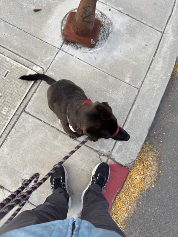 A picture of a black dog named Bowie sitting, taken on July 5 2025 at 6:59 am